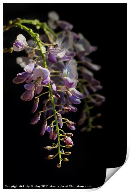 Wisteria Sinensis Print by Andy Morley