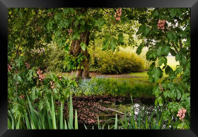 Aesculus x carnea 'Briotii' (Red Horse Chestnut  Framed Print by Ann Garrett