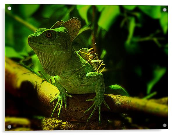 Majestic Green Basilisk Lizard Acrylic by Jonathan Pankhurst