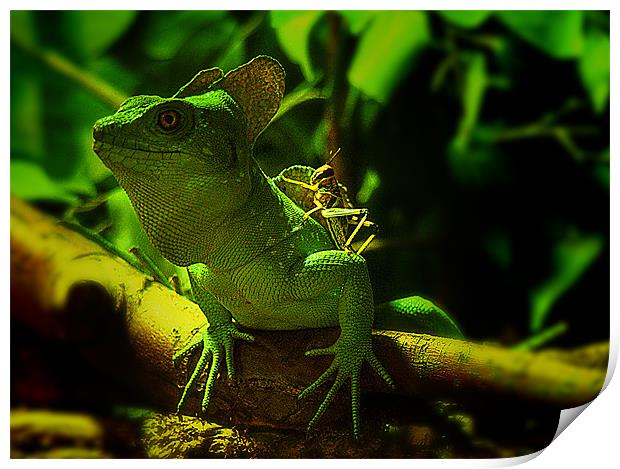 Majestic Green Basilisk Lizard Print by Jonathan Pankhurst