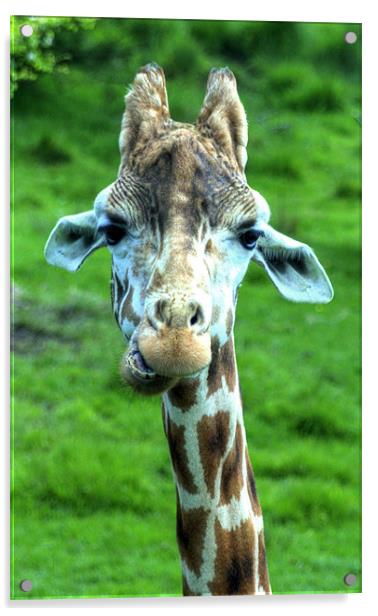 Giraffe Acrylic by Jonathan Pankhurst