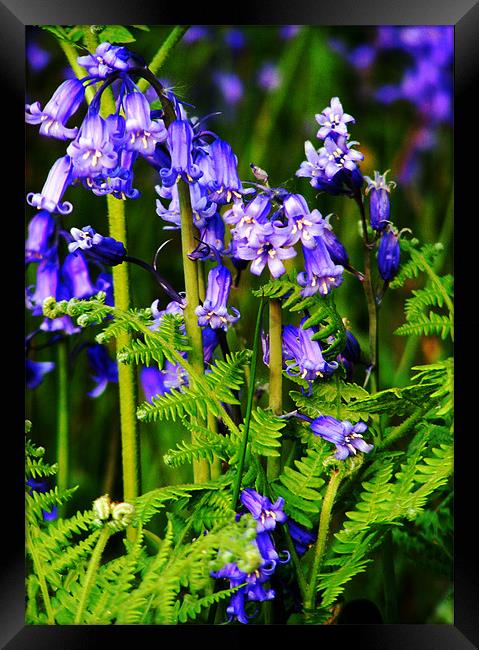 Bluebells with Fern Framed Print by val butcher