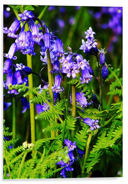 Bluebells with Fern Acrylic by val butcher