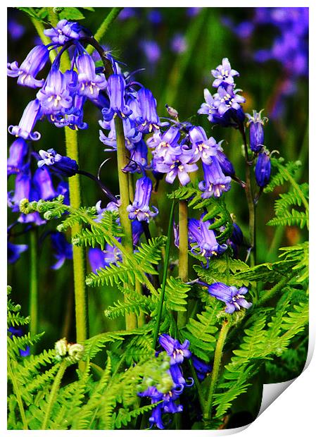 Bluebells with Fern Print by val butcher