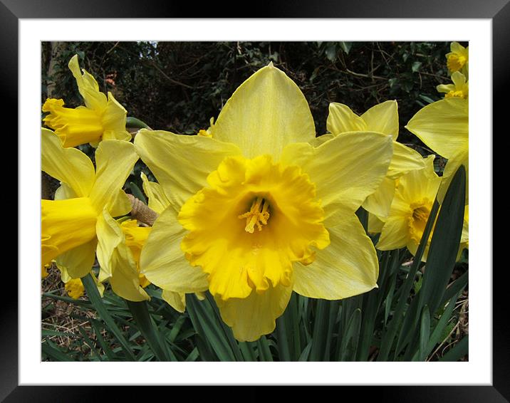 Daffodils Framed Mounted Print by Paul Heslop