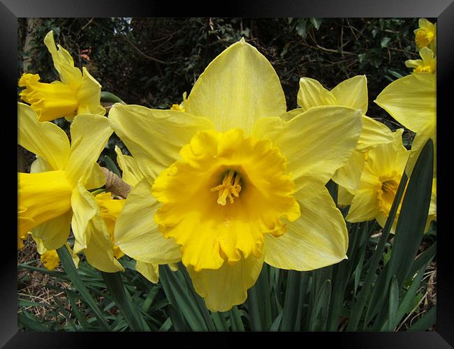 Daffodils Framed Print by Paul Heslop