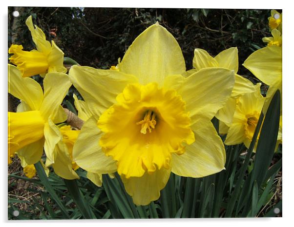 Daffodils Acrylic by Paul Heslop