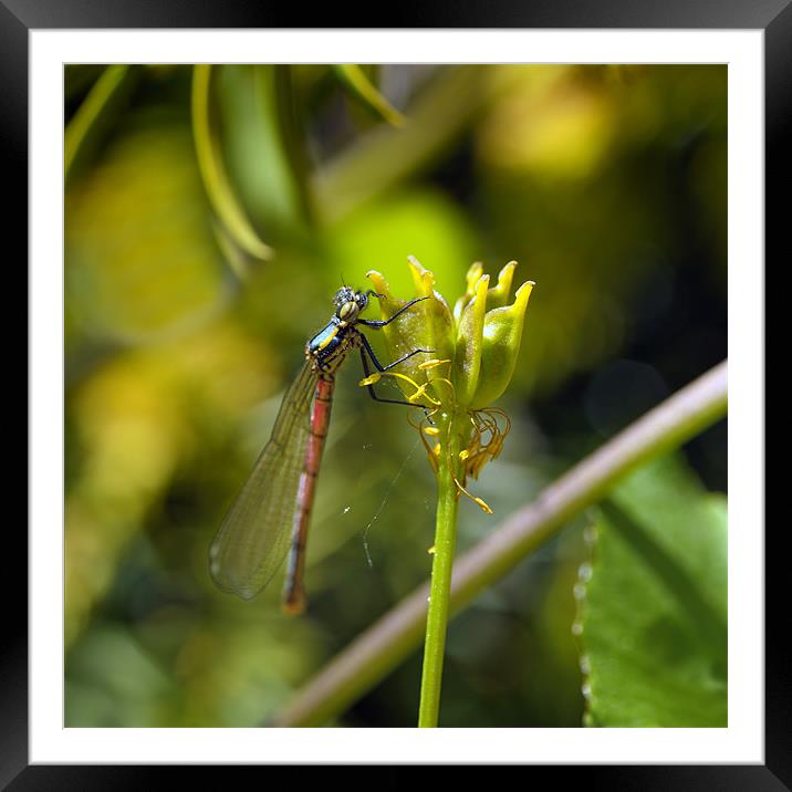 Red Damsel Fly Framed Mounted Print by Stephen Mole