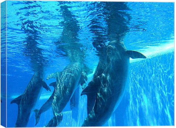 Dolphins underwater Canvas Print by Catherine Fowler