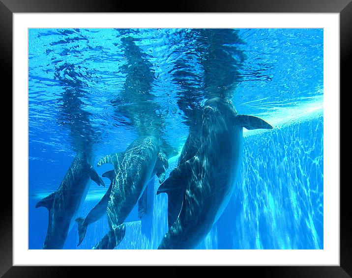 Dolphins underwater Framed Mounted Print by Catherine Fowler
