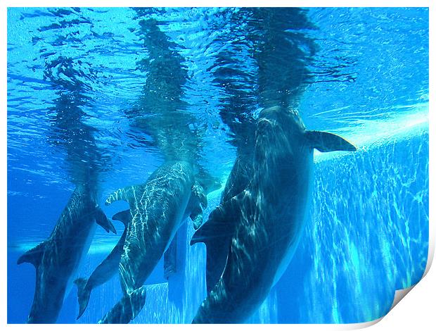 Dolphins underwater Print by Catherine Fowler