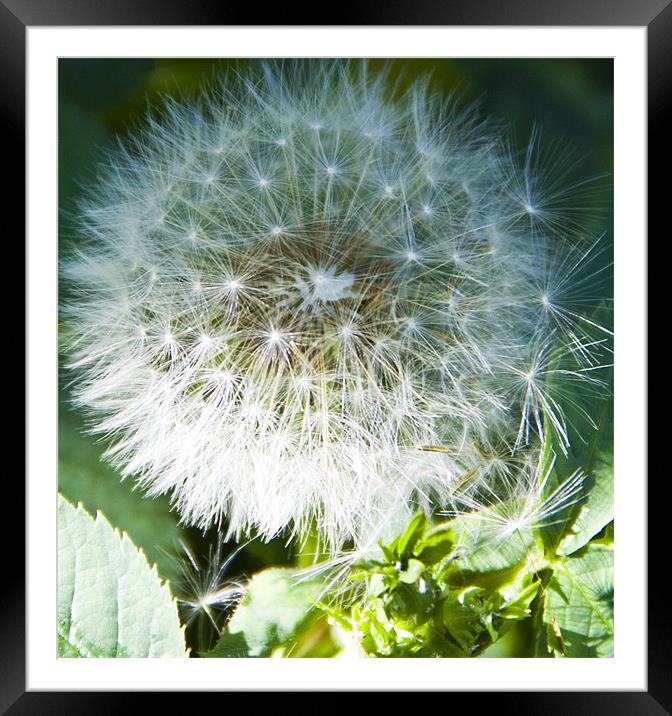 Dandelion Framed Mounted Print by David French