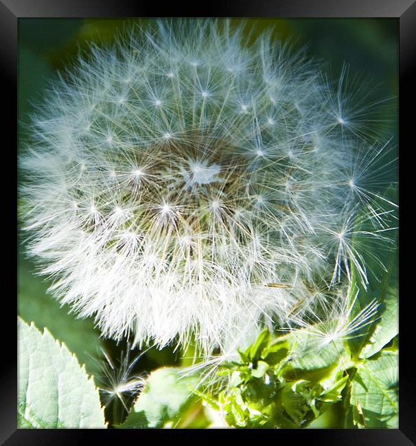 Dandelion Framed Print by David French