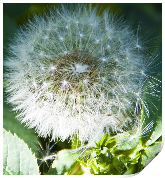 Dandelion Print by David French