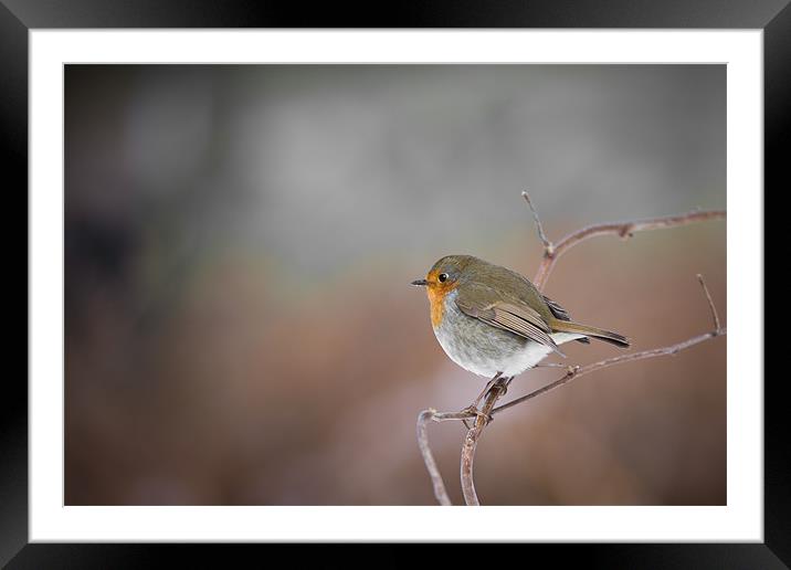 Round Robin Framed Mounted Print by Simon Wrigglesworth