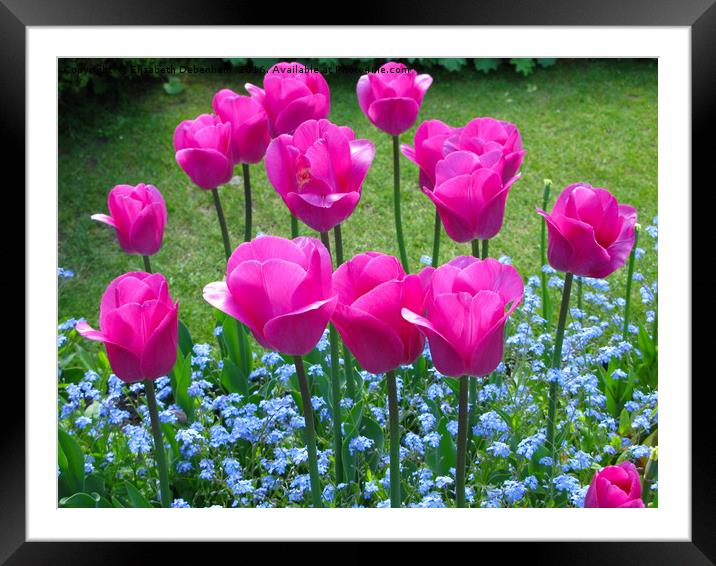 Pink Tulips to attention. Framed Mounted Print by Elizabeth Debenham