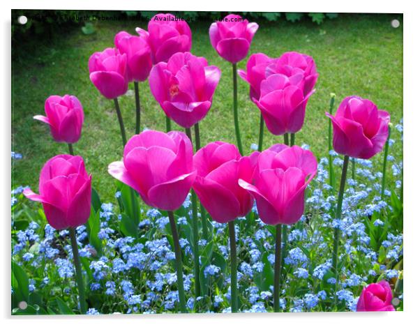 Pink Tulips to attention. Acrylic by Elizabeth Debenham