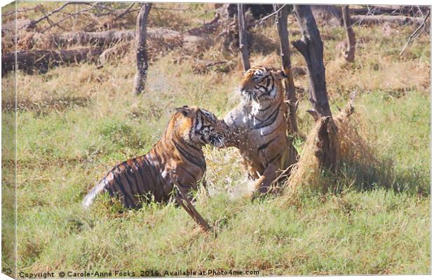 Bengal Tigers Sparring Canvas Print by Carole-Anne Fooks