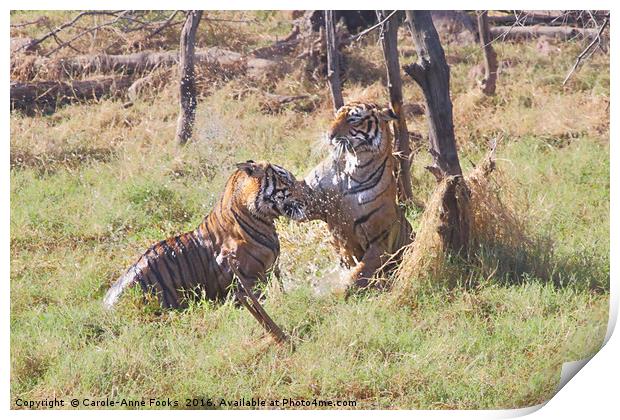 Bengal Tigers Sparring Print by Carole-Anne Fooks