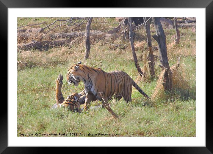 Bengal Tigers Sparring Framed Mounted Print by Carole-Anne Fooks