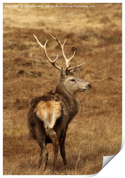 Wild Red Deer Stag. Print by John Cameron
