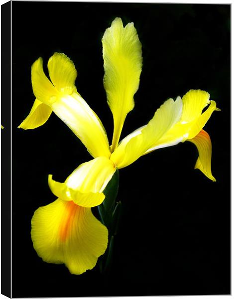 The Yellow Iris Canvas Print by stephen walton