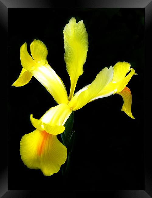 The Yellow Iris Framed Print by stephen walton