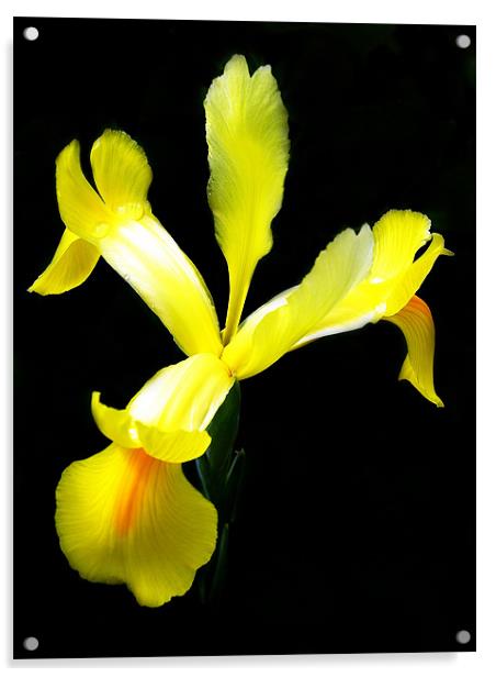 The Yellow Iris Acrylic by stephen walton