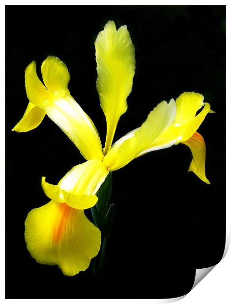 The Yellow Iris Print by stephen walton