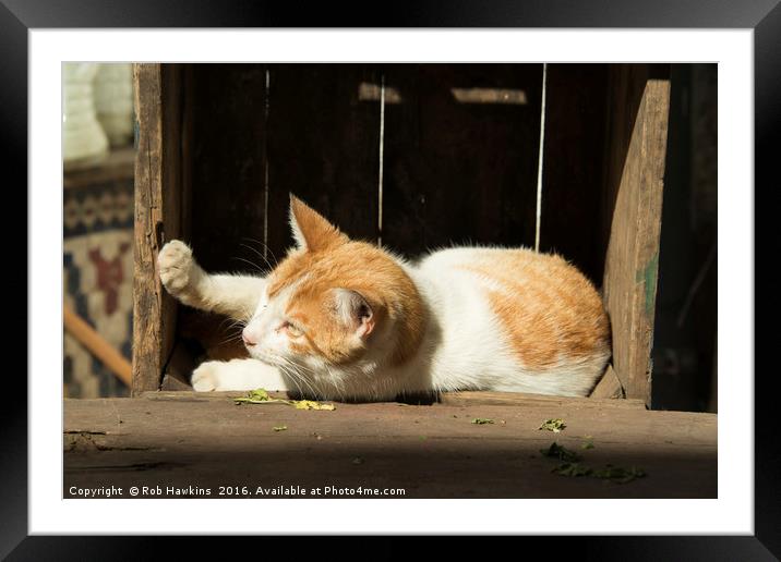 Cat in a box  Framed Mounted Print by Rob Hawkins