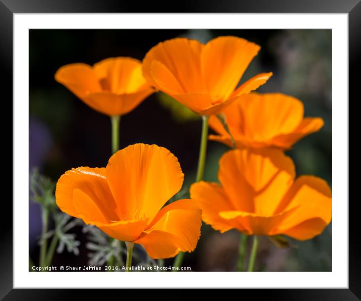 POPPIES, poppies... Framed Mounted Print by Shawn Jeffries