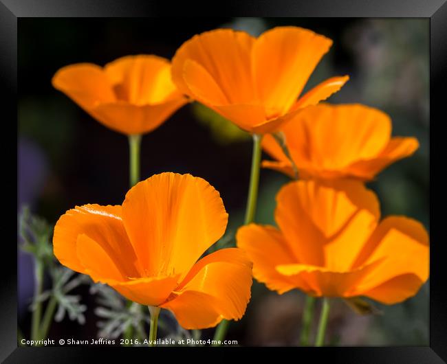 POPPIES, poppies... Framed Print by Shawn Jeffries