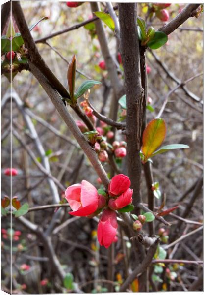 little red flowers Canvas Print by Marinela Feier