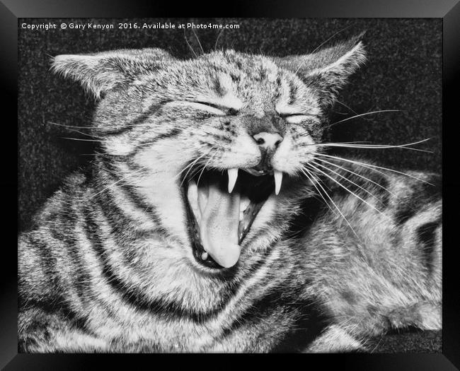 Sinbad The Cat Framed Print by Gary Kenyon