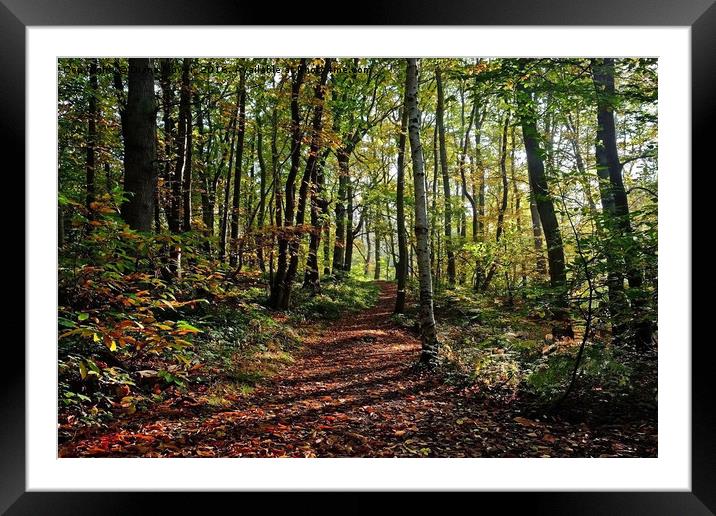 Blakes Wood, Essex Framed Mounted Print by Diana Mower