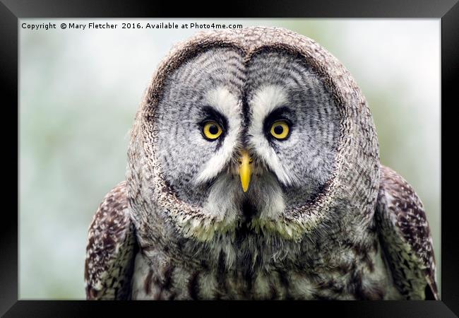 Great Grey Owl (Strix nebulosa) Framed Print by Mary Fletcher
