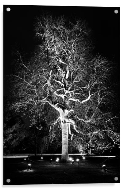 Specimen tree at Kew Acrylic by Tony Bates