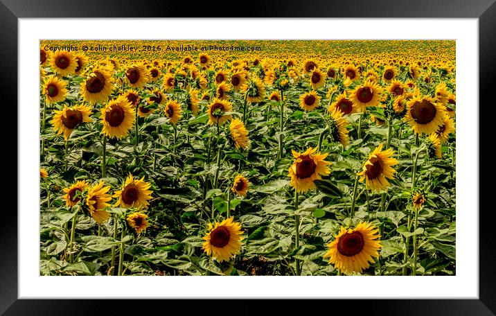  Sunflowers in Boussac Framed Mounted Print by colin chalkley