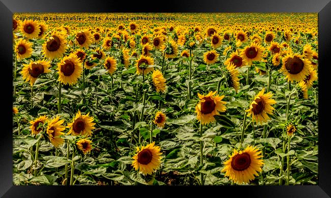  Sunflowers in Boussac Framed Print by colin chalkley