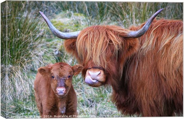 Majestic Highland Cows Grazing in Scotland Canvas Print by Jane Braat
