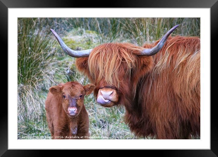 Majestic Highland Cows Grazing in Scotland Framed Mounted Print by Jane Braat