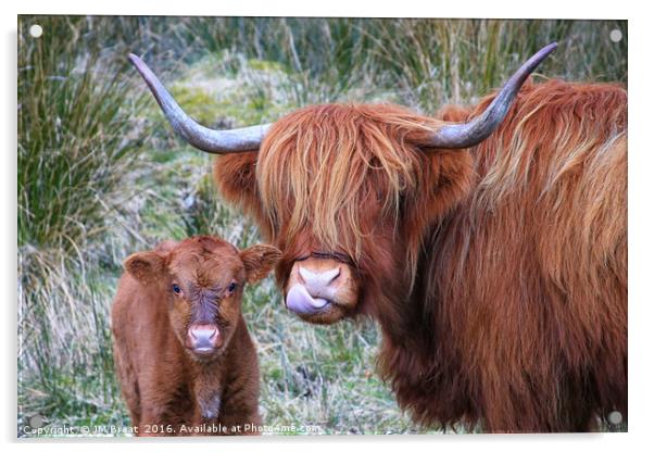 Majestic Highland Cows Grazing in Scotland Acrylic by Jane Braat