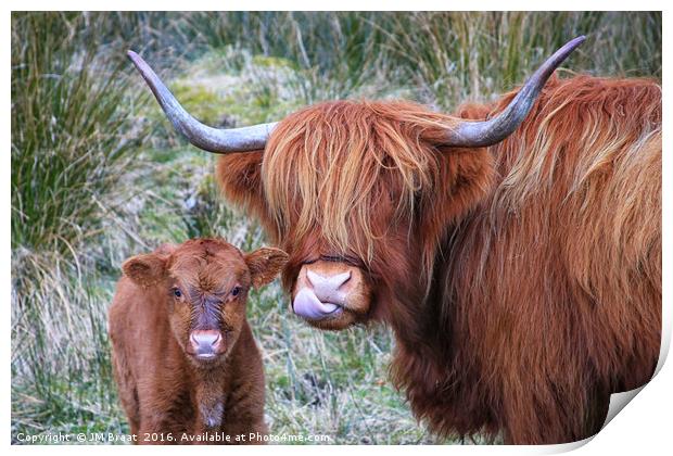 Majestic Highland Cows Grazing in Scotland Print by Jane Braat