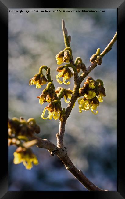 Witch Hazel Framed Print by LIZ Alderdice