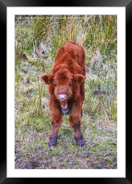 Captivating Highland Calf Framed Mounted Print by Jane Braat