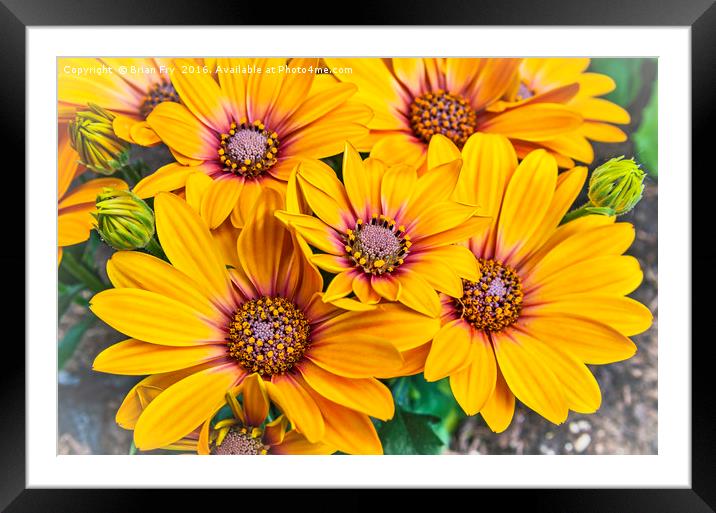 Bright and Cheerful Framed Mounted Print by Brian Fry
