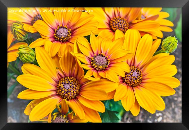 Bright and Cheerful Framed Print by Brian Fry