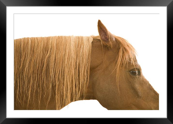 Horse portrait Framed Mounted Print by Ian Middleton