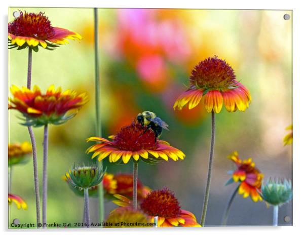 Bee on Gaillardia Acrylic by Frankie Cat