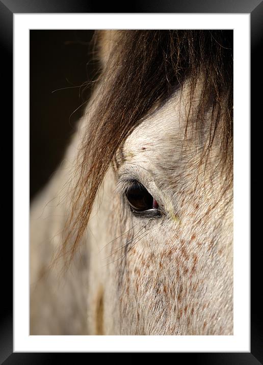 Horse portrait Framed Mounted Print by Ian Middleton